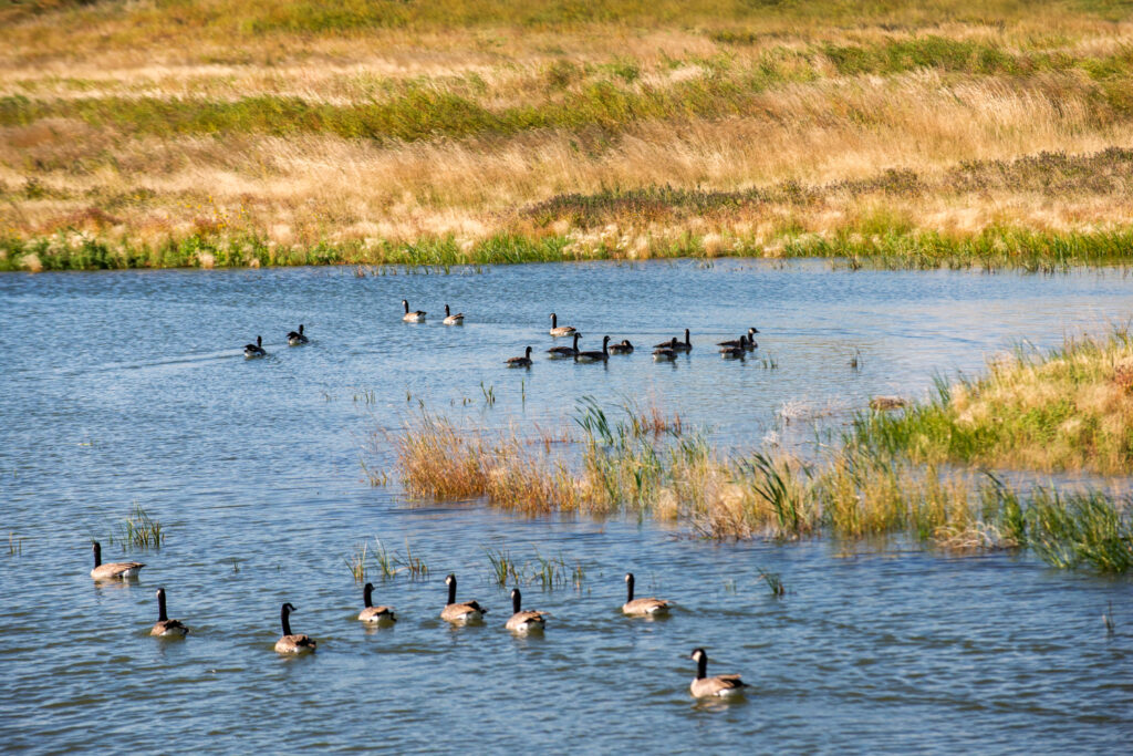 Water foul swimming in wetland pond in Hotchkiss, Calgary